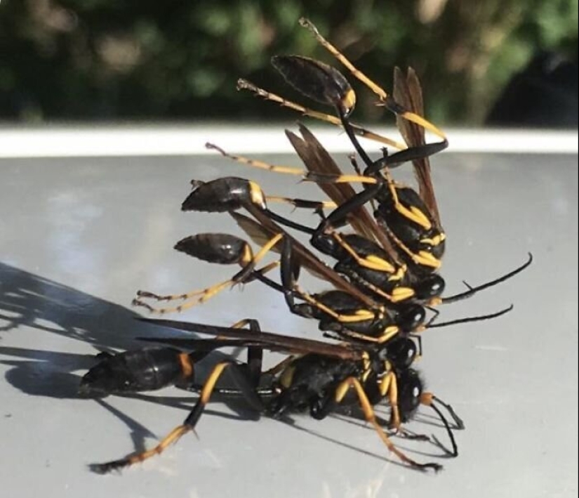 50 eerie examples of when Mother nature made numb from the horror