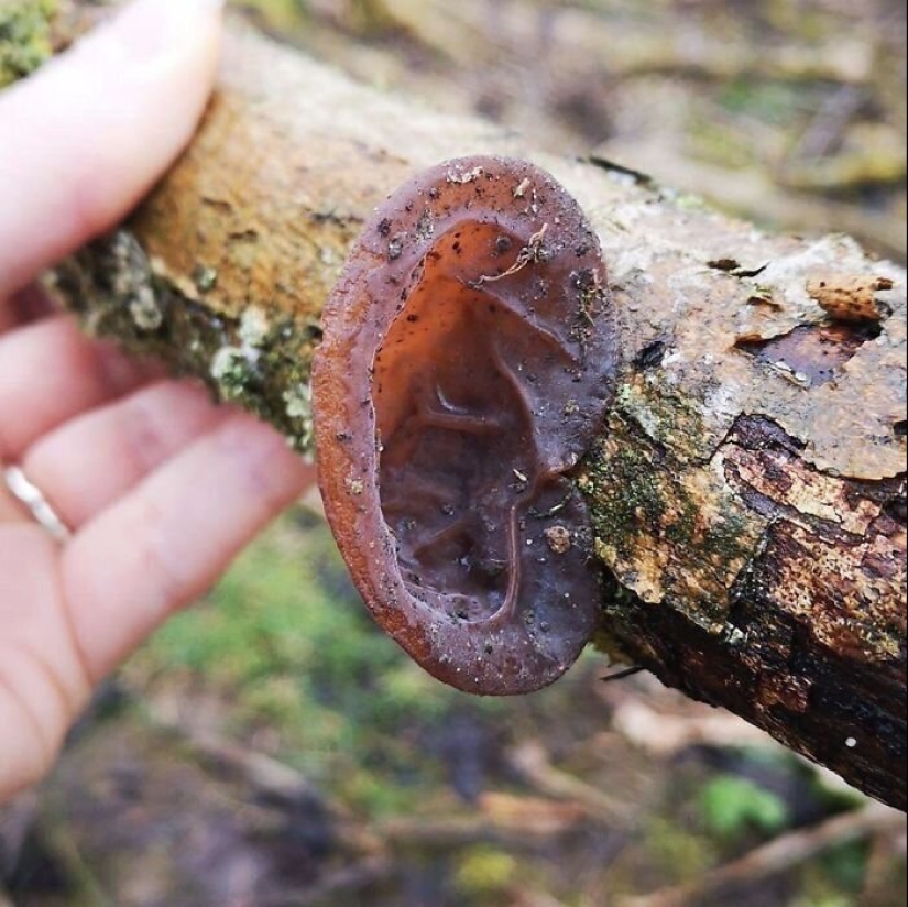 50 eerie examples of when Mother nature made numb from the horror