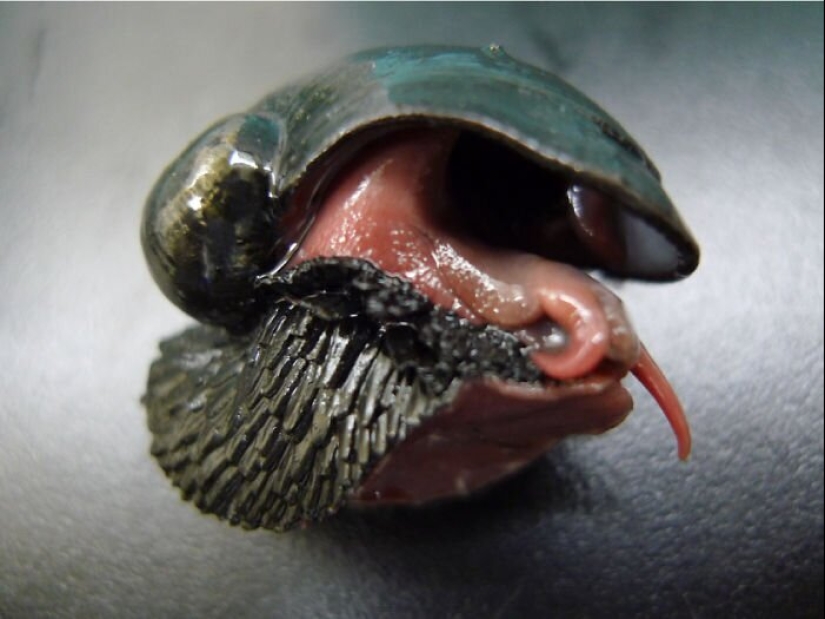 50 eerie examples of when Mother nature made numb from the horror