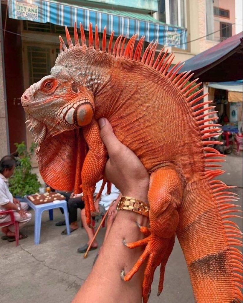 50 examples of how fascinating, unusual and diverse our world is