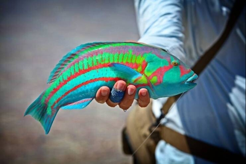 50 examples of how fascinating, unusual and diverse our world is