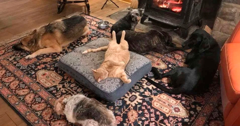 50 fotos divertidas de perros tristes, gatos expulsados de sus lugares