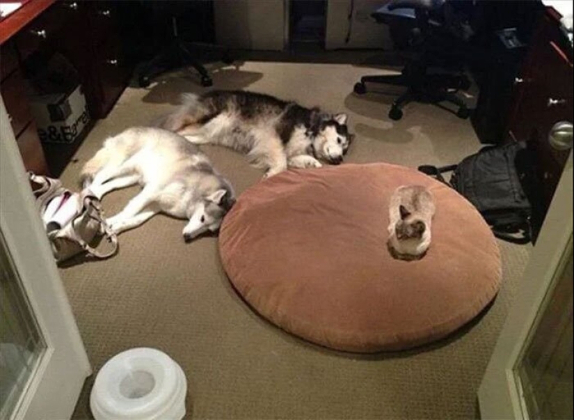 50 fotos divertidas de perros tristes, gatos expulsados de sus lugares