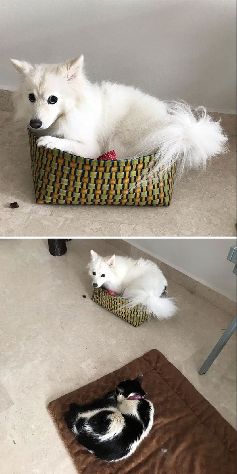 50 fotos divertidas de perros tristes, gatos expulsados de sus lugares