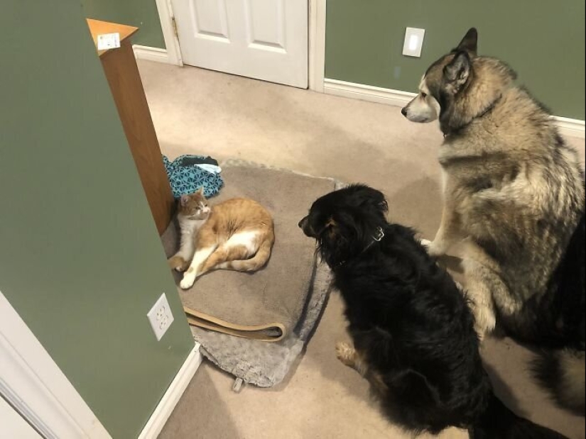 50 fotos divertidas de perros tristes, gatos expulsados de sus lugares