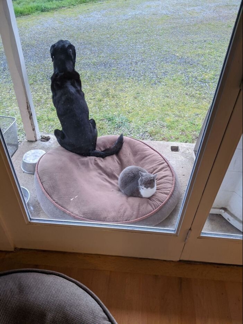 50 fotos divertidas de perros tristes, gatos expulsados de sus lugares