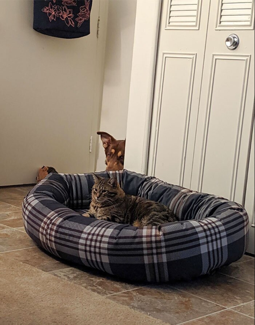 50 fotos divertidas de perros tristes, gatos expulsados de sus lugares