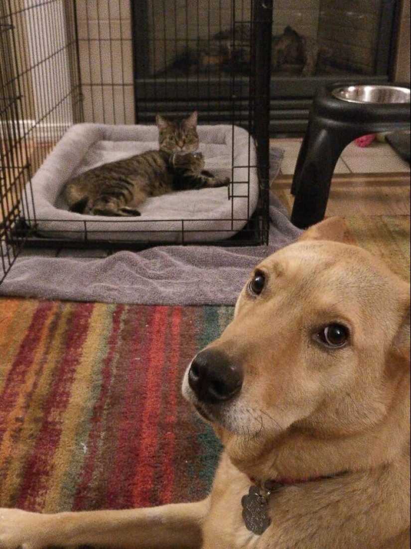 50 fotos divertidas de perros tristes, gatos expulsados de sus lugares