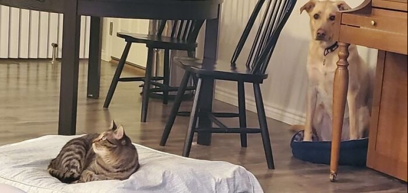 50 fotos divertidas de perros tristes, gatos expulsados de sus lugares