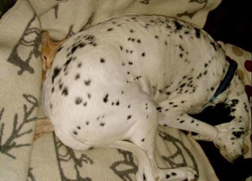 50 fotos divertidas de perros tristes, gatos expulsados de sus lugares