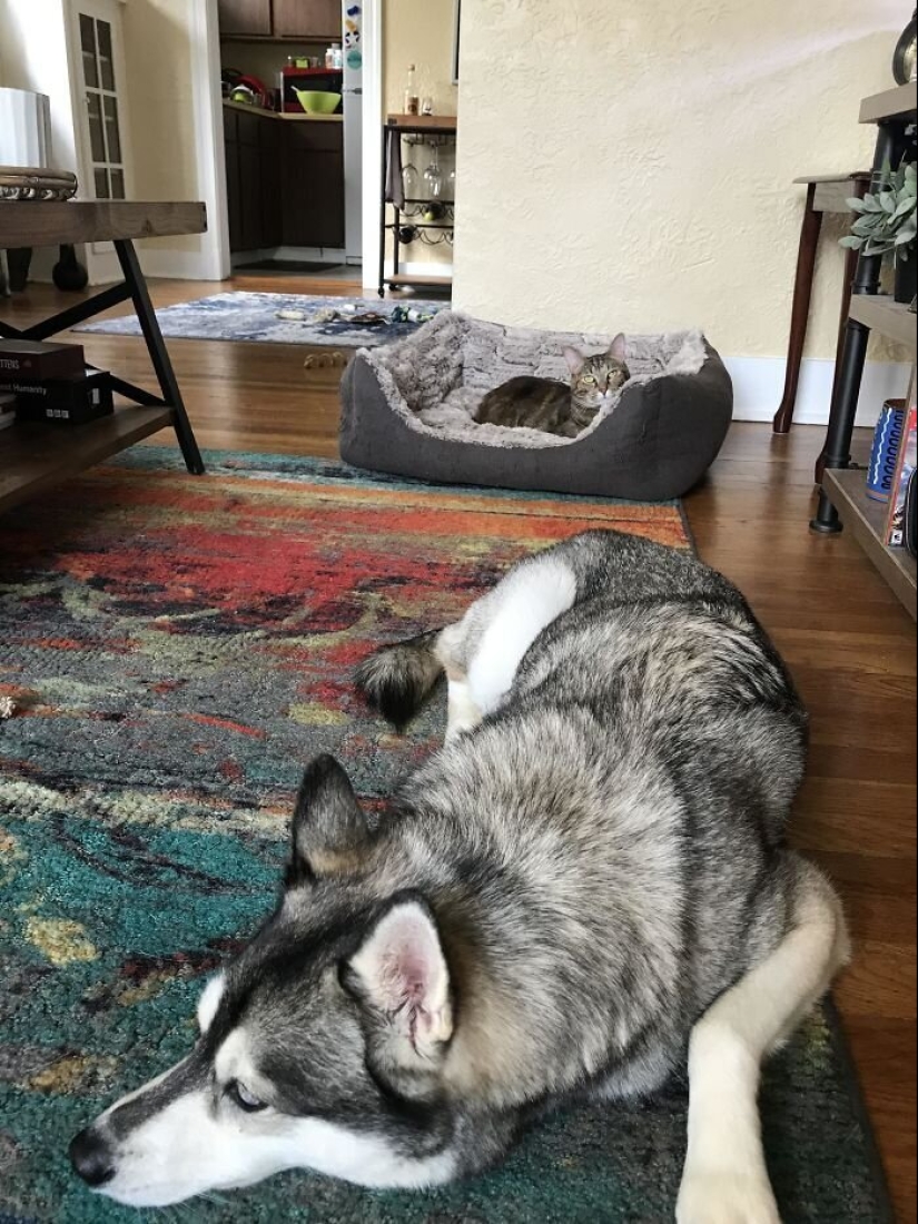 50 fotos divertidas de perros tristes, gatos expulsados de sus lugares