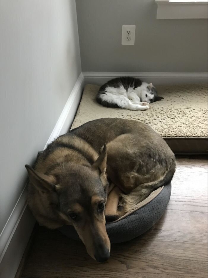 50 fotos divertidas de perros tristes, gatos expulsados de sus lugares