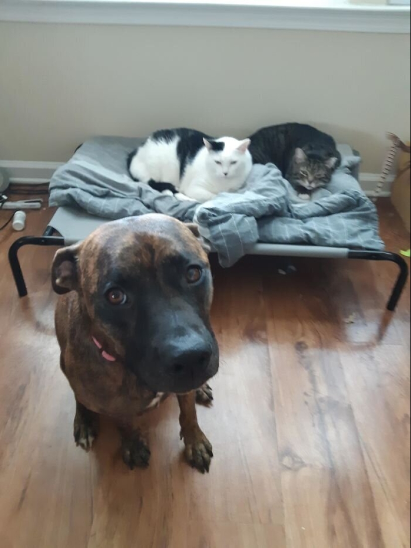 50 fotos divertidas de perros tristes, gatos expulsados de sus lugares