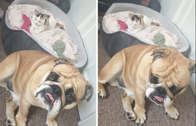 50 fotos divertidas de perros tristes, gatos expulsados de sus lugares