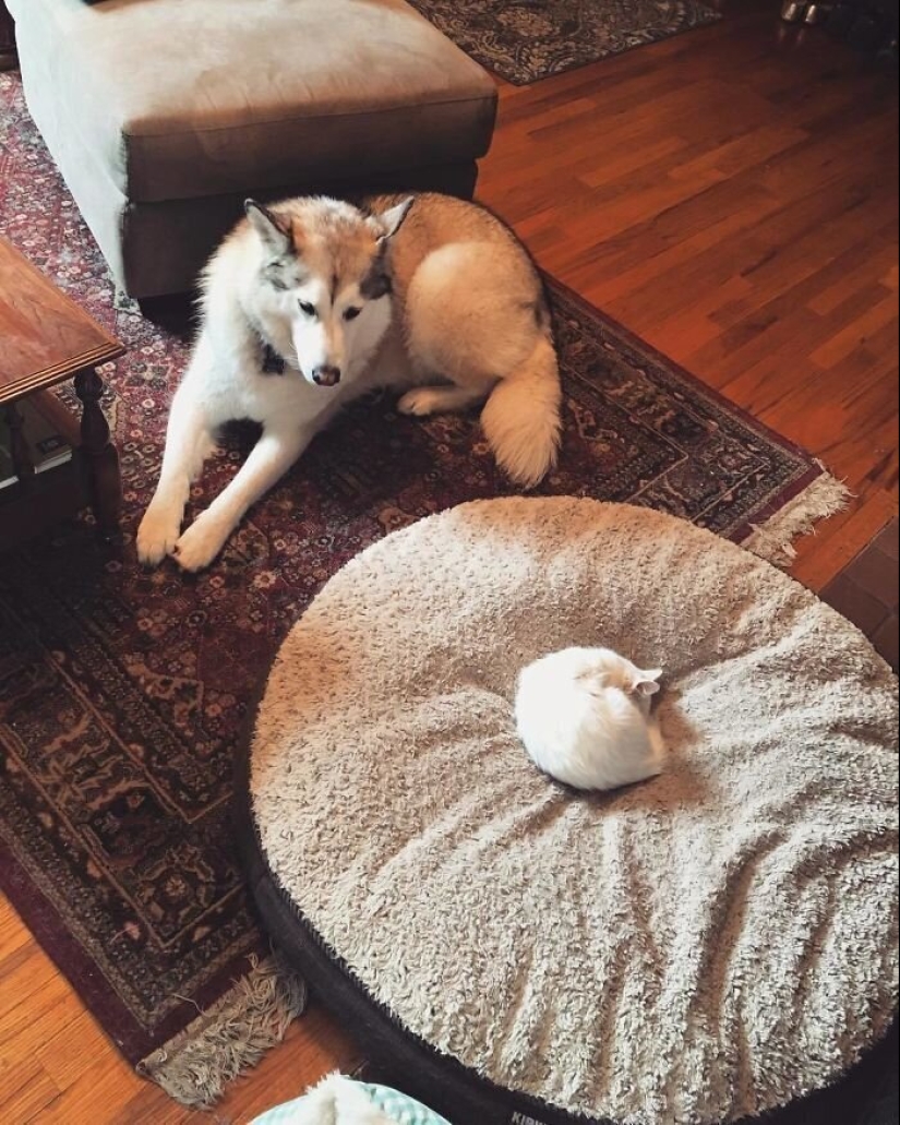 50 fotos divertidas de perros tristes, gatos expulsados de sus lugares