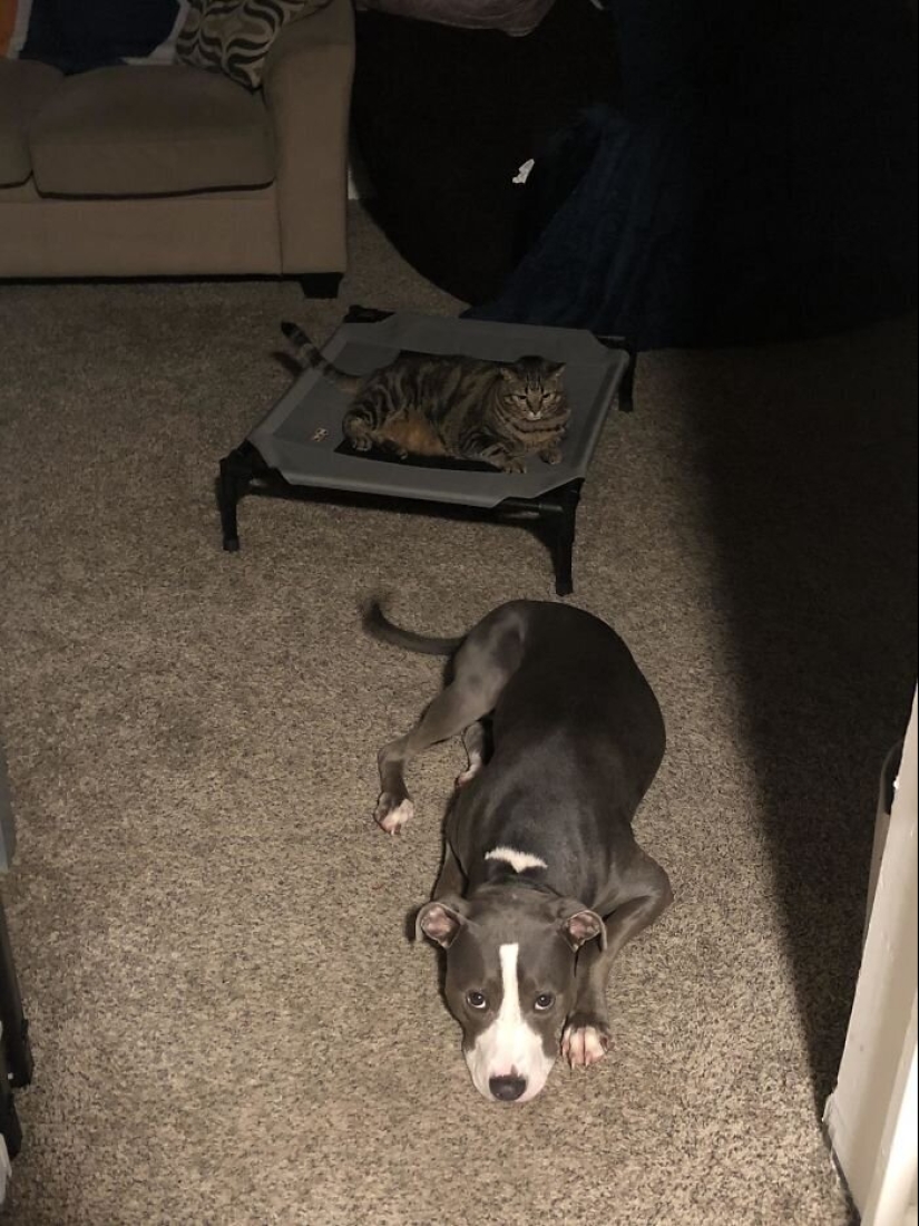 50 fotos divertidas de perros tristes, gatos expulsados de sus lugares