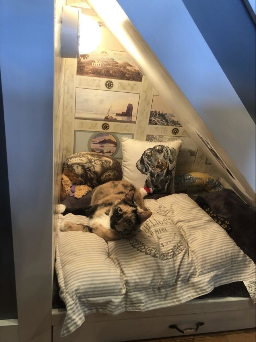 50 fotos divertidas de perros tristes, gatos expulsados de sus lugares