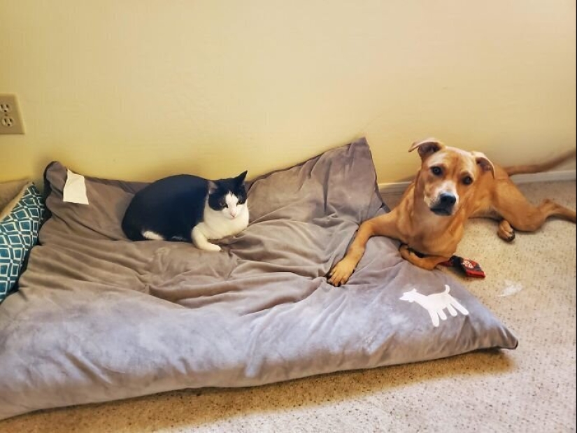 50 fotos divertidas de perros tristes, gatos expulsados de sus lugares