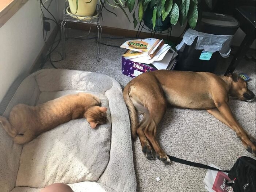 50 fotos divertidas de perros tristes, gatos expulsados de sus lugares