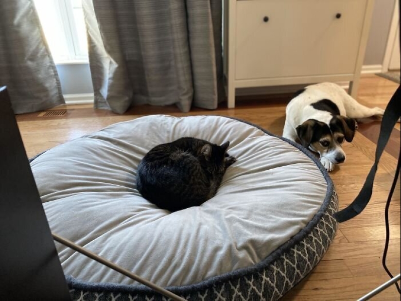 50 fotos divertidas de perros tristes, gatos expulsados de sus lugares