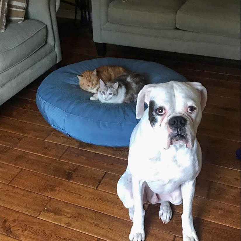 50 fotos divertidas de perros tristes, gatos expulsados de sus lugares