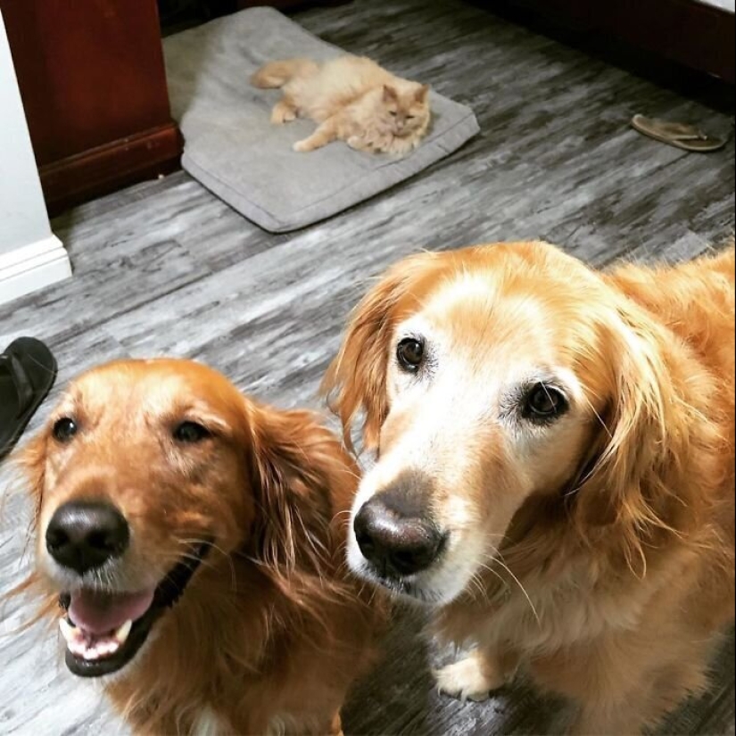 50 fotos divertidas de perros tristes, gatos expulsados de sus lugares