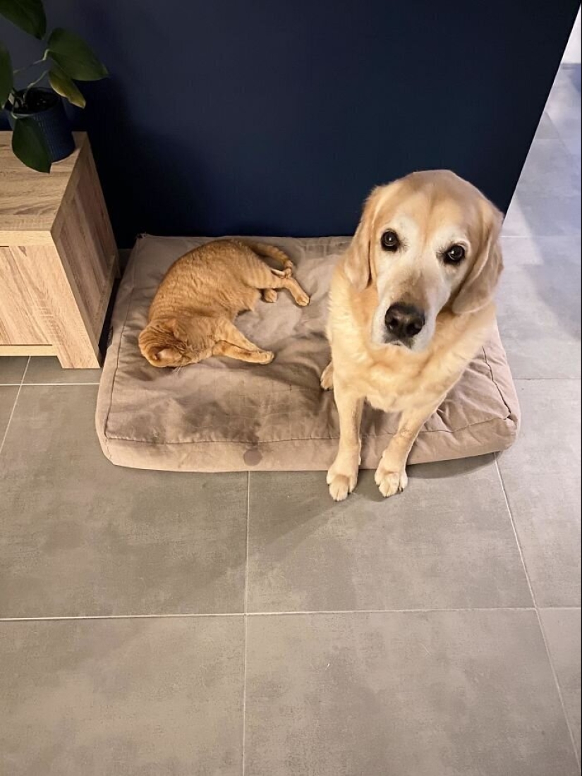 50 fotos divertidas de perros tristes, gatos expulsados de sus lugares