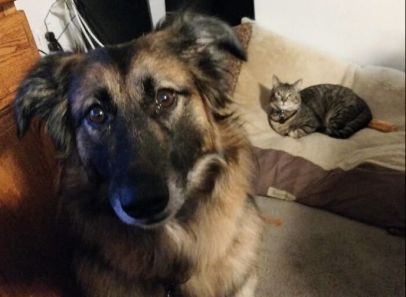 50 fotos divertidas de perros tristes, gatos expulsados de sus lugares