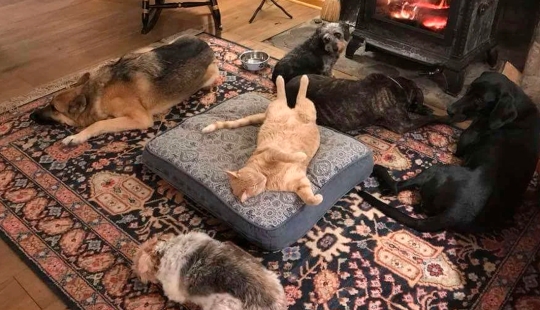 50 fotos divertidas de perros tristes, gatos expulsados de sus lugares 50 fotos divertidas de perros tristes, gatos expulsados de sus lugares