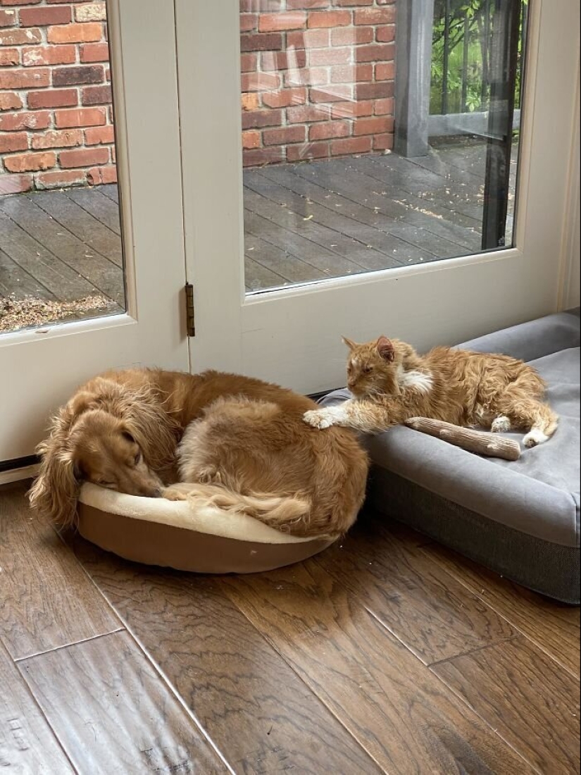 50 fotos divertidas de perros tristes, gatos expulsados de sus lugares