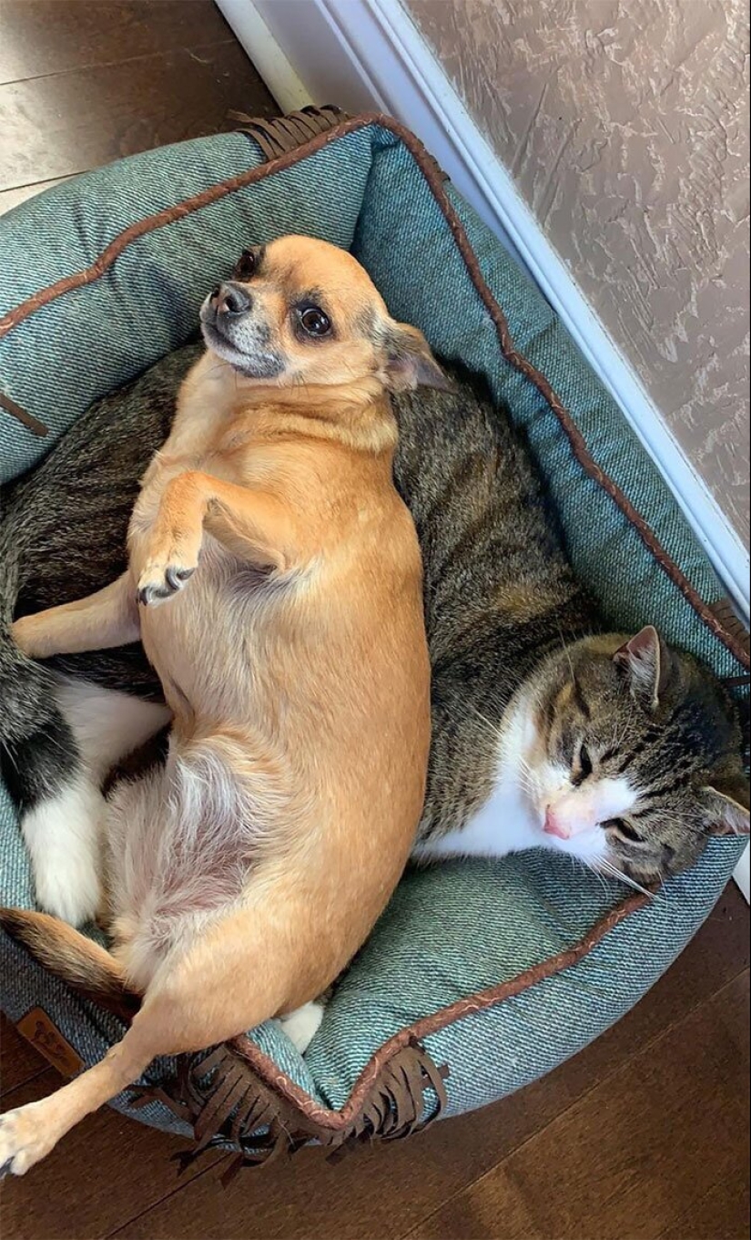 50 fotos divertidas de perros tristes, gatos expulsados de sus lugares