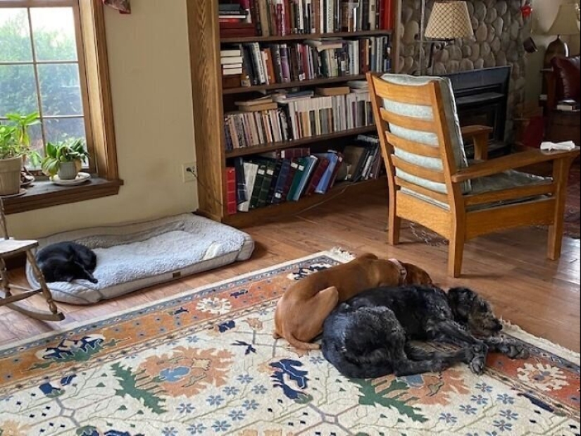 50 fotos divertidas de perros tristes, gatos expulsados de sus lugares