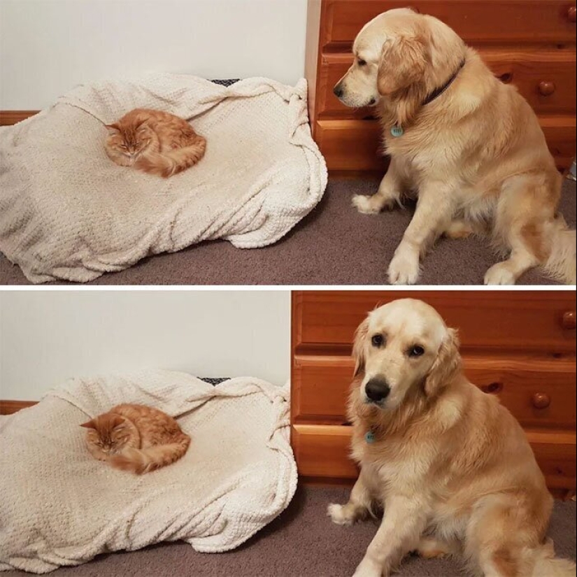 50 funny pictures of sad dogs, cats expelled from their places 50 funny pictures of sad dogs, cats expelled from their places