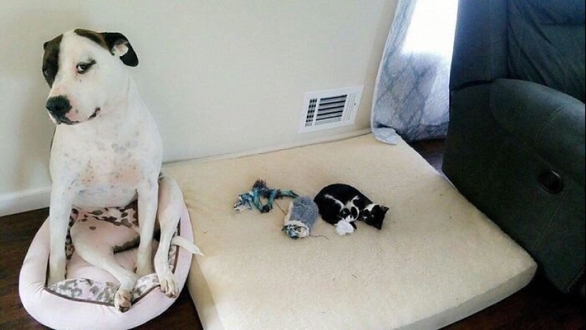 50 funny pictures of sad dogs, cats expelled from their places 50 funny pictures of sad dogs, cats expelled from their places