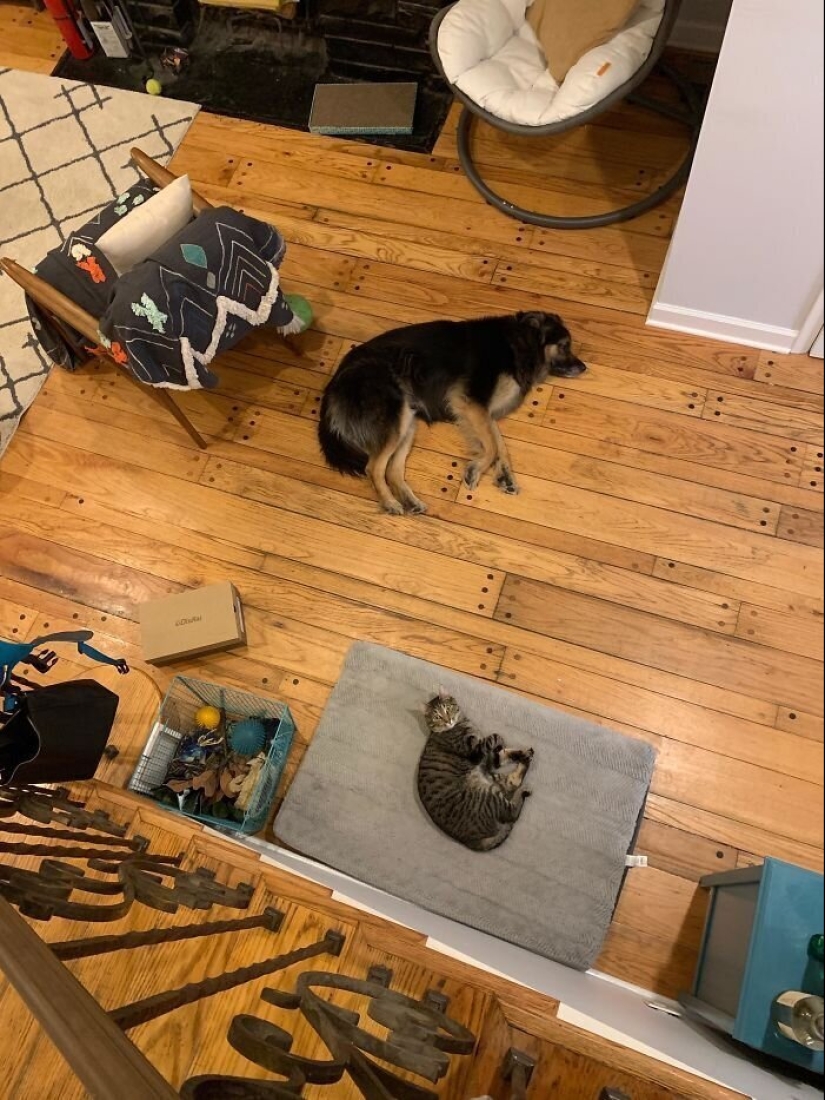50 funny pictures of sad dogs, cats expelled from their places 50 funny pictures of sad dogs, cats expelled from their places