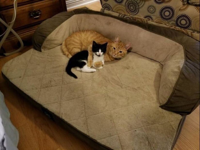 50 funny pictures of sad dogs, cats expelled from their places 50 funny pictures of sad dogs, cats expelled from their places