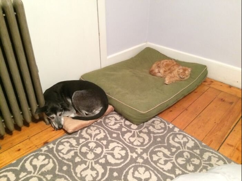 50 funny pictures of sad dogs, cats expelled from their places 50 funny pictures of sad dogs, cats expelled from their places