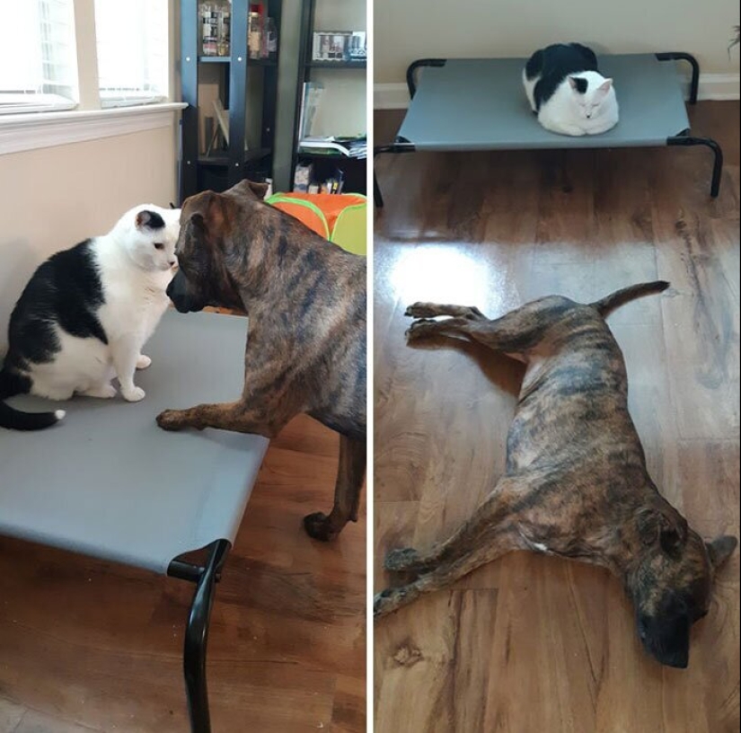 50 funny pictures of sad dogs, cats expelled from their places 50 funny pictures of sad dogs, cats expelled from their places