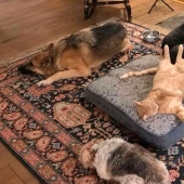 50 funny pictures of sad dogs, cats expelled from their places 50 funny pictures of sad dogs, cats expelled from their places