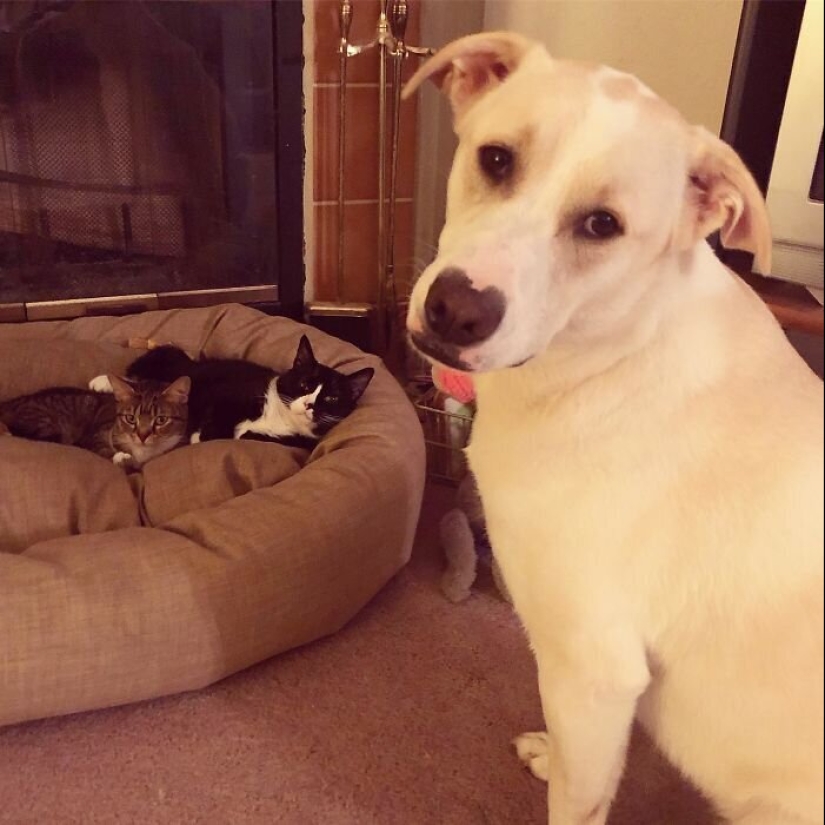 50 funny pictures of sad dogs, cats expelled from their places 50 funny pictures of sad dogs, cats expelled from their places