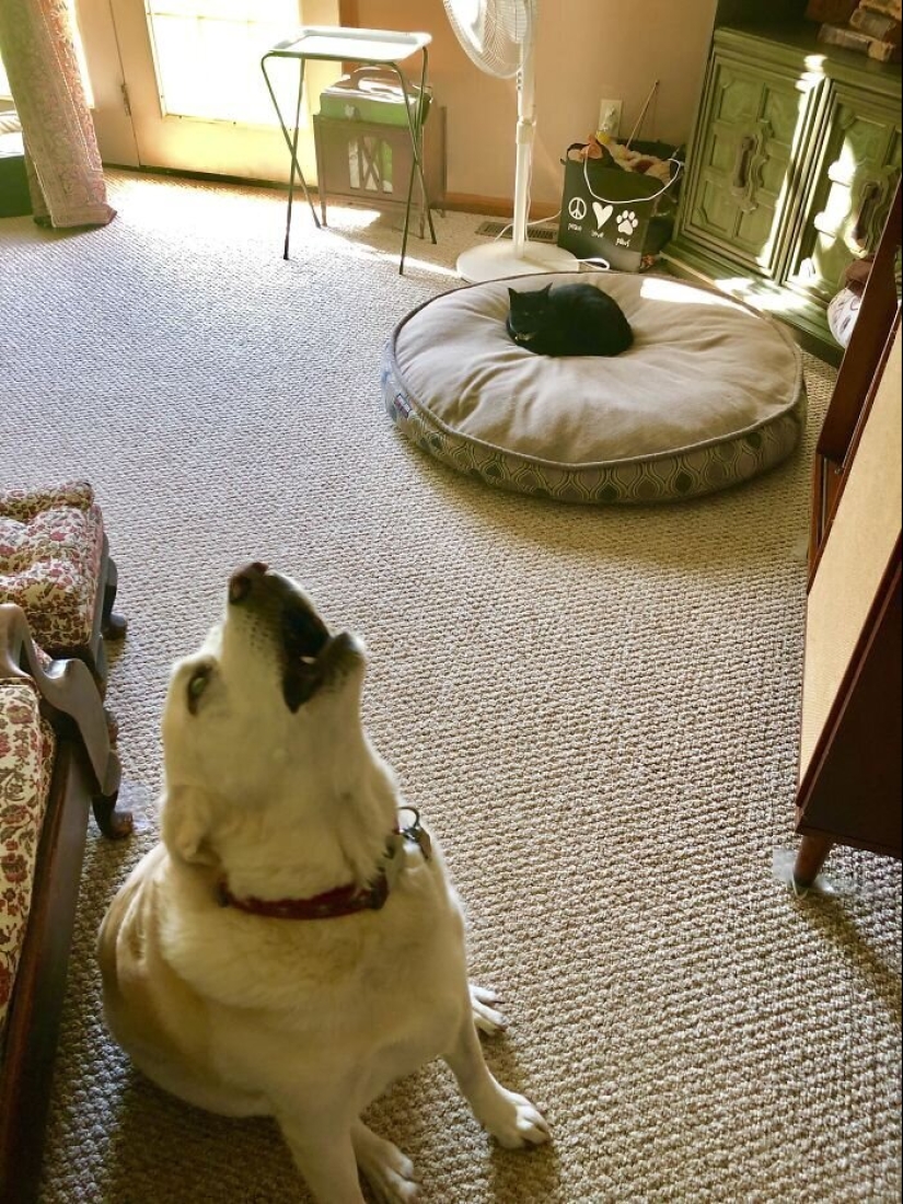 50 funny pictures of sad dogs, cats expelled from their places 50 funny pictures of sad dogs, cats expelled from their places