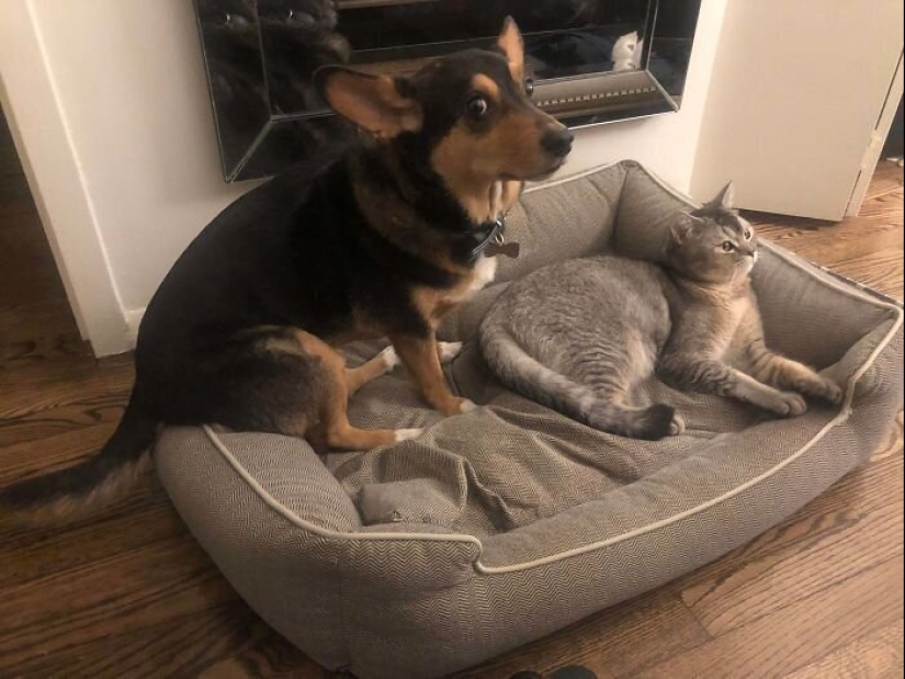 50 funny pictures of sad dogs, cats expelled from their places 50 funny pictures of sad dogs, cats expelled from their places