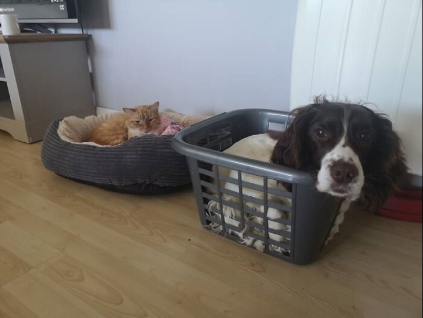 50 funny pictures of sad dogs, cats expelled from their places 50 funny pictures of sad dogs, cats expelled from their places