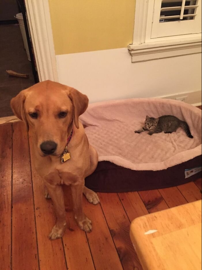 50 funny pictures of sad dogs, cats expelled from their places 50 funny pictures of sad dogs, cats expelled from their places
