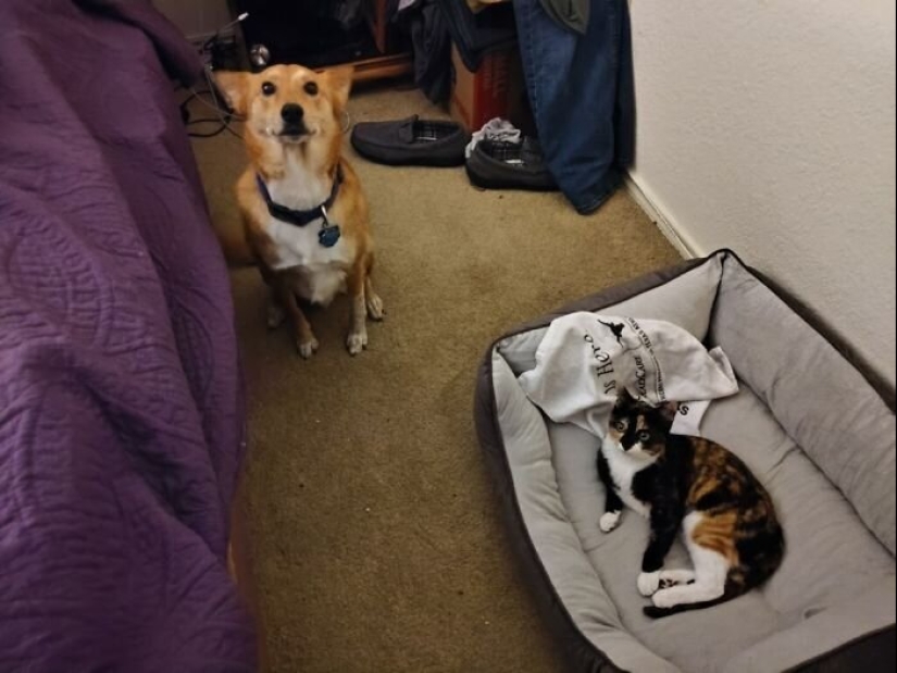 50 funny pictures of sad dogs, cats expelled from their places 50 funny pictures of sad dogs, cats expelled from their places