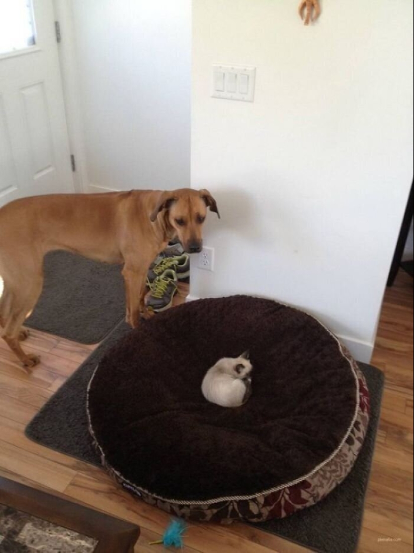 50 funny pictures of sad dogs, cats expelled from their places 50 funny pictures of sad dogs, cats expelled from their places
