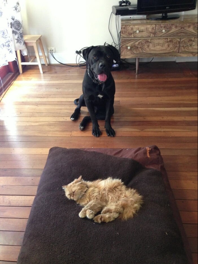 50 funny pictures of sad dogs, cats expelled from their places 50 funny pictures of sad dogs, cats expelled from their places
