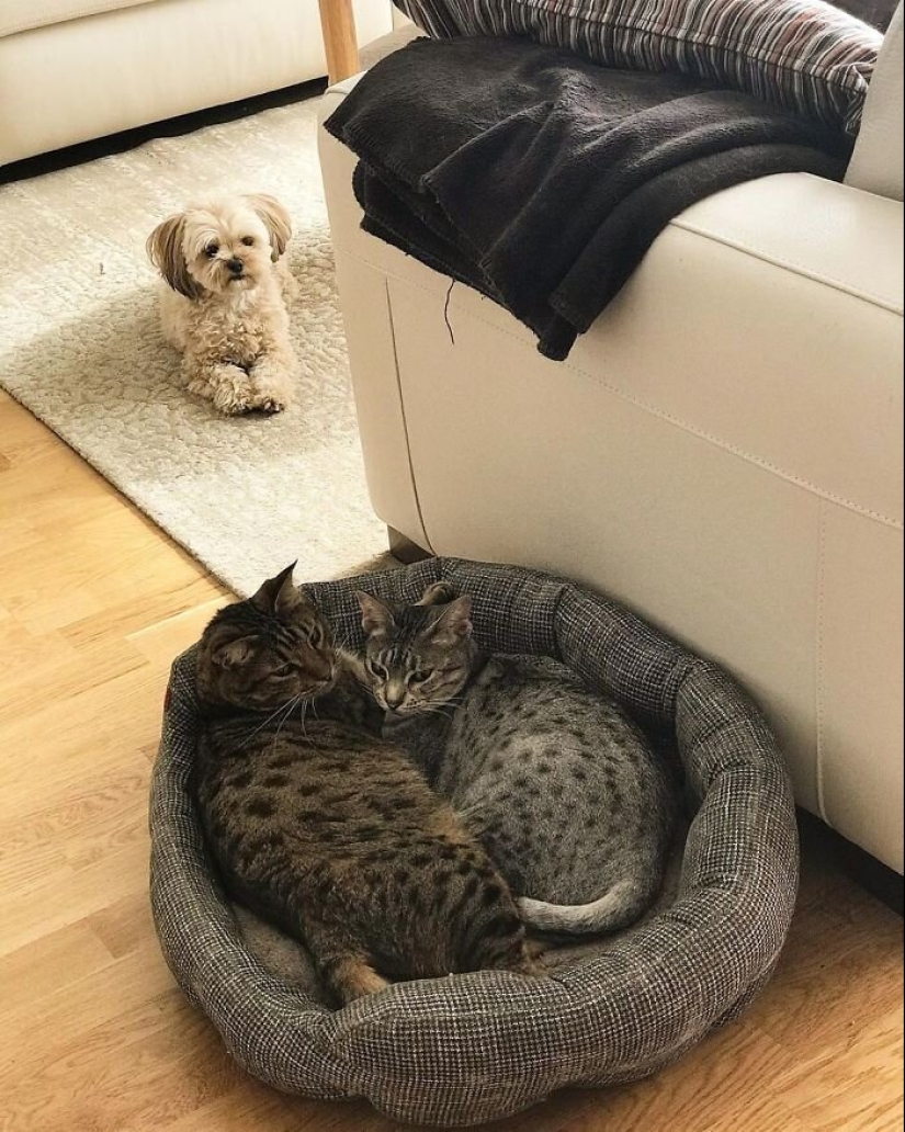 50 funny pictures of sad dogs, cats expelled from their places 50 funny pictures of sad dogs, cats expelled from their places