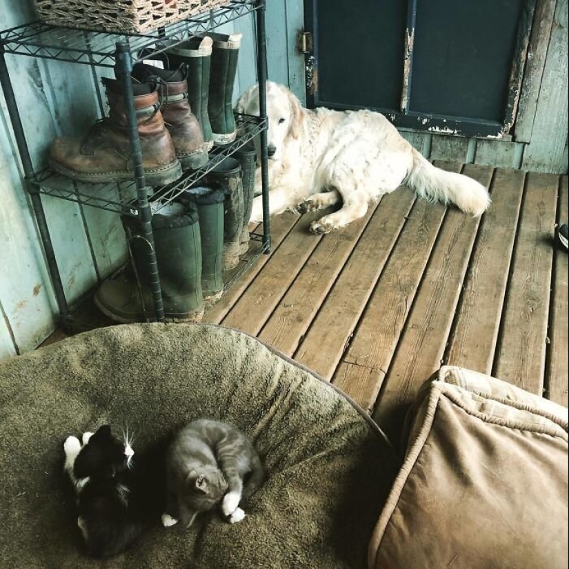 50 funny pictures of sad dogs, cats expelled from their places 50 funny pictures of sad dogs, cats expelled from their places