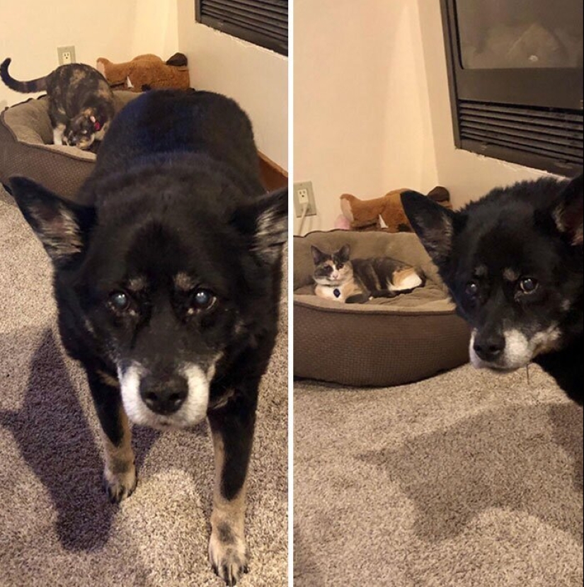 50 funny pictures of sad dogs, cats expelled from their places 50 funny pictures of sad dogs, cats expelled from their places